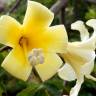 Fotografia 16 da espécie Ceiba insignis do Jardim Botânico UTAD