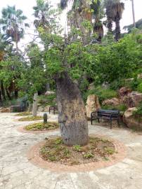 Fotografia da espécie Ceiba insignis