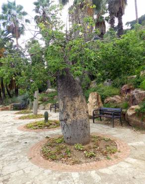 Fotografia 17 da espécie Ceiba insignis no Jardim Botânico UTAD