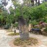 Fotografia 17 da espécie Ceiba insignis do Jardim Botânico UTAD