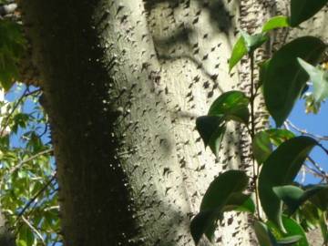 Fotografia da espécie Ceiba speciosa