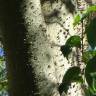 Fotografia 14 da espécie Ceiba speciosa do Jardim Botânico UTAD