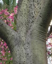 Fotografia da espécie Ceiba speciosa