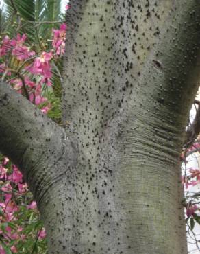 Fotografia 15 da espécie Ceiba speciosa no Jardim Botânico UTAD
