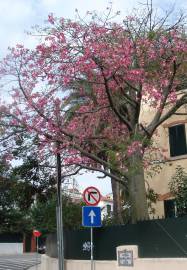 Fotografia da espécie Ceiba speciosa