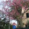 Fotografia 16 da espécie Ceiba speciosa do Jardim Botânico UTAD