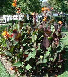 Fotografia da espécie Canna x generalis