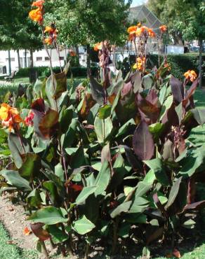 Fotografia 7 da espécie Canna x generalis no Jardim Botânico UTAD