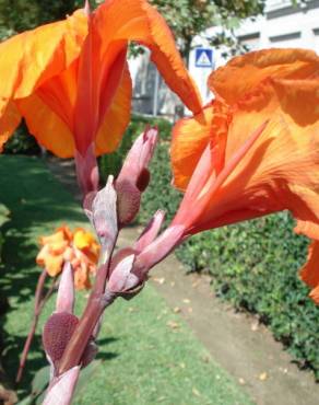 Fotografia 8 da espécie Canna x generalis no Jardim Botânico UTAD