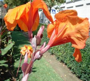 Fotografia da espécie Canna x generalis