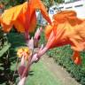 Fotografia 8 da espécie Canna x generalis do Jardim Botânico UTAD