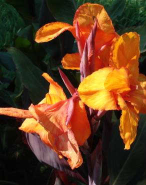 Fotografia 9 da espécie Canna x generalis no Jardim Botânico UTAD