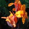 Fotografia 9 da espécie Canna x generalis do Jardim Botânico UTAD