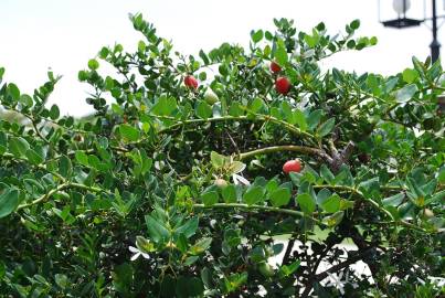 Fotografia da espécie Carissa macrocarpa