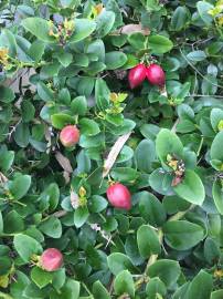 Fotografia da espécie Carissa macrocarpa