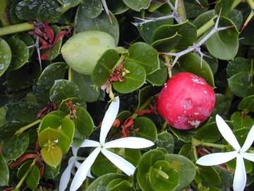 Fotografia da espécie Carissa macrocarpa