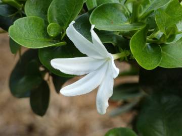 Fotografia da espécie Carissa macrocarpa