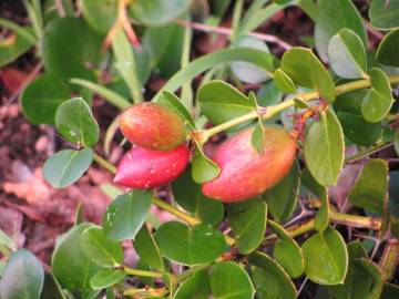 Fotografia da espécie Carissa macrocarpa