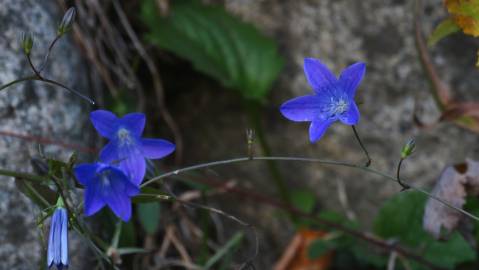 Fotografia da espécie Campanula patula