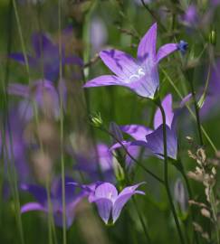 Fotografia da espécie Campanula patula