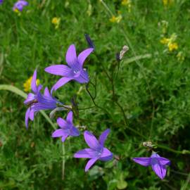 Fotografia da espécie Campanula patula
