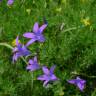 Fotografia 4 da espécie Campanula patula do Jardim Botânico UTAD