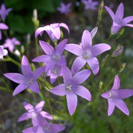 Fotografia da espécie Campanula patula