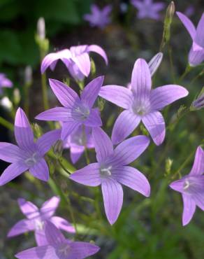 Fotografia 5 da espécie Campanula patula no Jardim Botânico UTAD