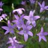 Fotografia 5 da espécie Campanula patula do Jardim Botânico UTAD