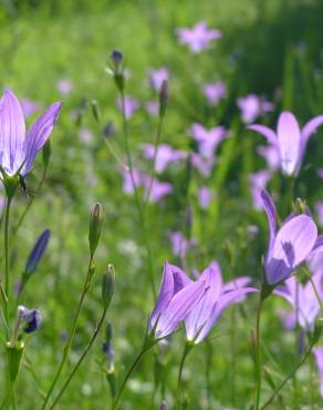 Fotografia 6 da espécie Campanula patula no Jardim Botânico UTAD