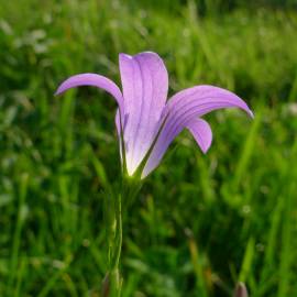 Fotografia da espécie Campanula patula