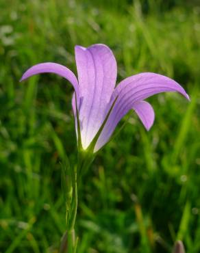 Fotografia 8 da espécie Campanula patula no Jardim Botânico UTAD