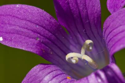 Fotografia da espécie Campanula patula