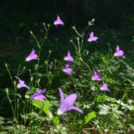 Fotografia da espécie Campanula patula