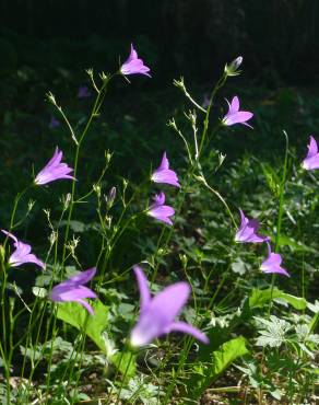 Fotografia 10 da espécie Campanula patula no Jardim Botânico UTAD