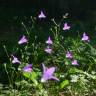 Fotografia 10 da espécie Campanula patula do Jardim Botânico UTAD