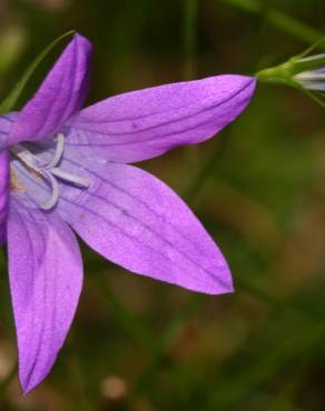 Fotografia 11 da espécie Campanula patula no Jardim Botânico UTAD