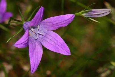 Fotografia da espécie Campanula patula