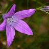 Fotografia 11 da espécie Campanula patula do Jardim Botânico UTAD