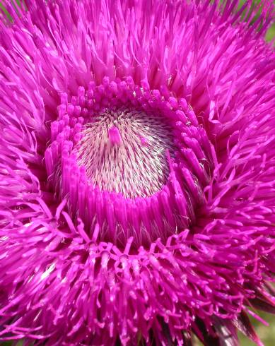 Fotografia de capa Carduus nutans - do Jardim Botânico