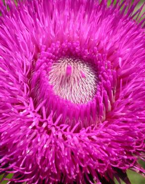 Fotografia 3 da espécie Carduus nutans no Jardim Botânico UTAD