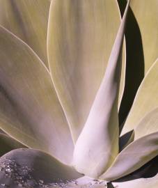 Fotografia da espécie Agave attenuata