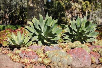 Fotografia da espécie Agave attenuata