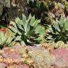 Fotografia 12 da espécie Agave attenuata do Jardim Botânico UTAD