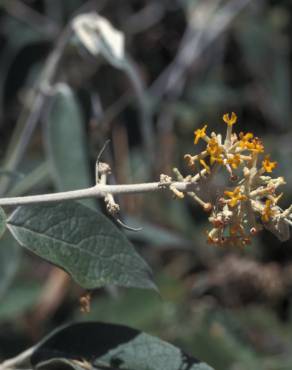 Fotografia 5 da espécie Buddleja madagascariensis no Jardim Botânico UTAD