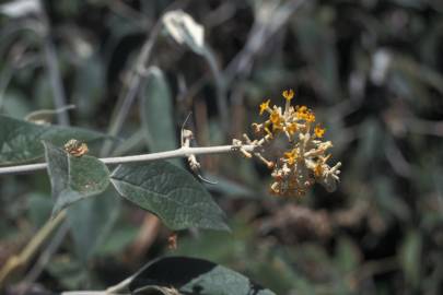 Fotografia da espécie Buddleja madagascariensis