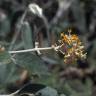 Fotografia 5 da espécie Buddleja madagascariensis do Jardim Botânico UTAD