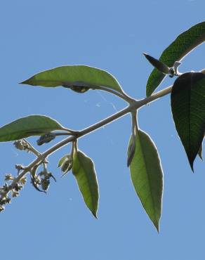 Fotografia 6 da espécie Buddleja madagascariensis no Jardim Botânico UTAD