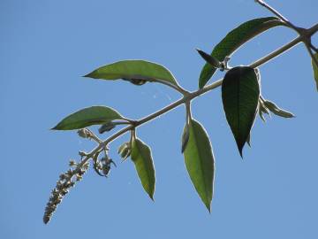 Fotografia da espécie Buddleja madagascariensis