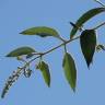 Fotografia 6 da espécie Buddleja madagascariensis do Jardim Botânico UTAD